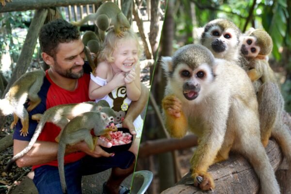 Monkeyland (Monkey Jungle & Interaction)