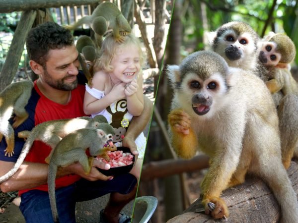 Monkeyland (Monkey Jungle & Interaction)